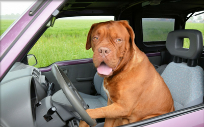 image for National Pet Travel Safety Day